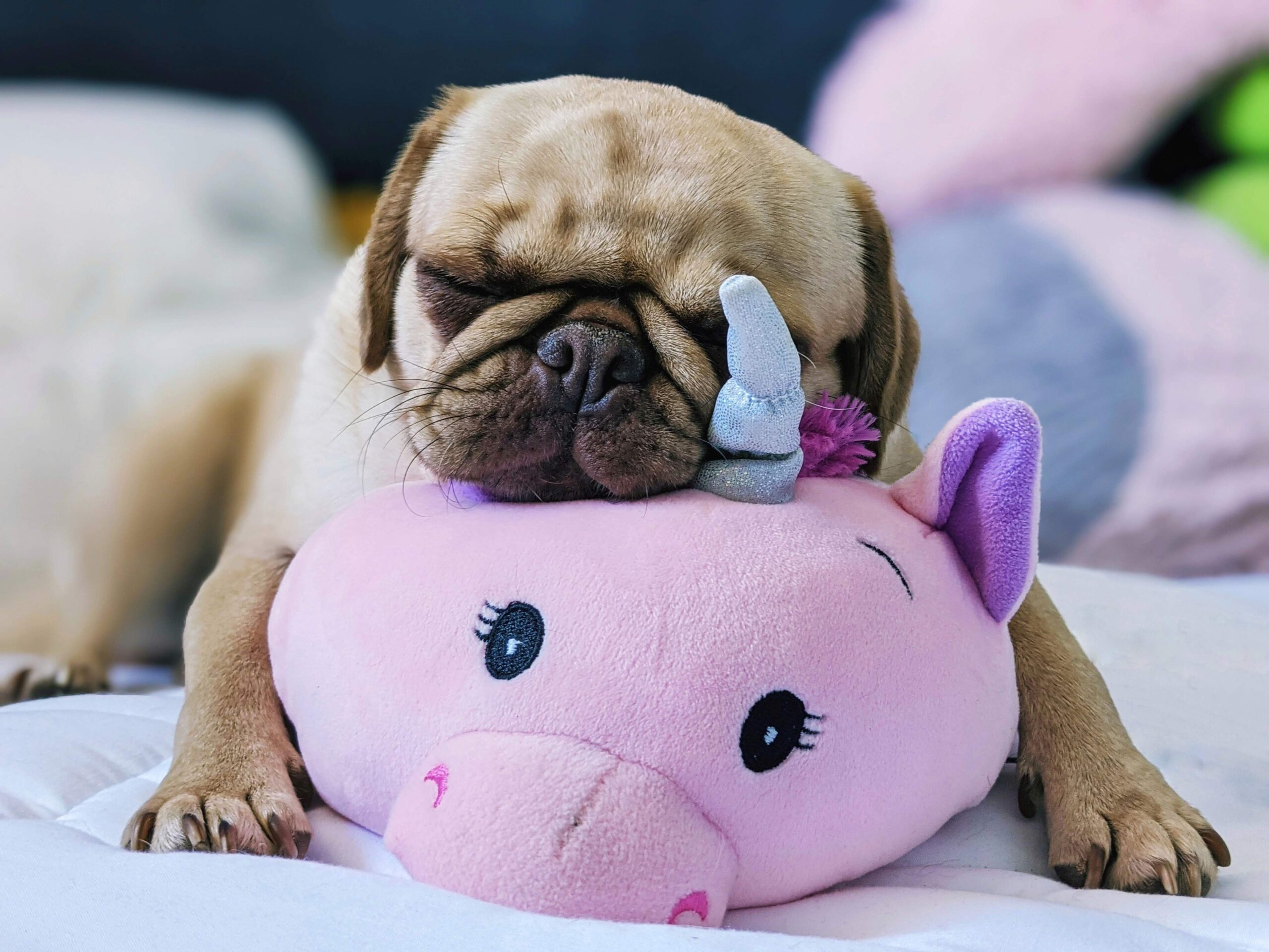 dog with unicorn pillow